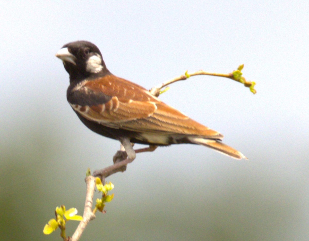 Chestnut-backed Sparrow-Lark - ML615347904