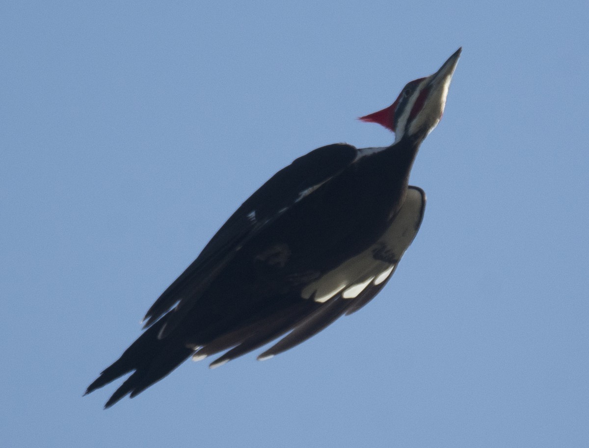 Pileated Woodpecker - joseph mileyka