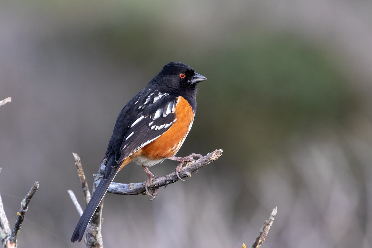 Spotted Towhee - ML615348140