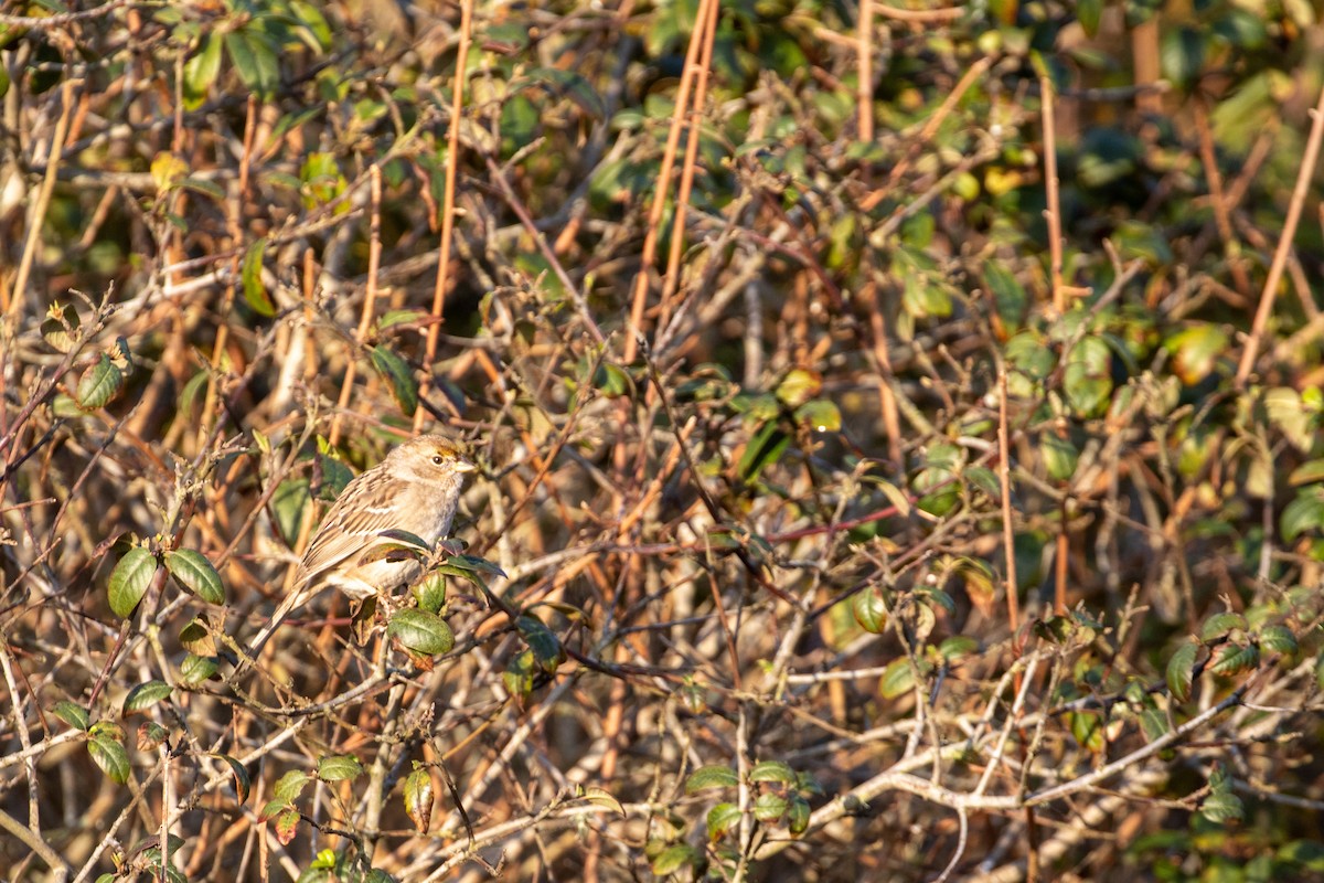 Golden-crowned Sparrow - ML615348154