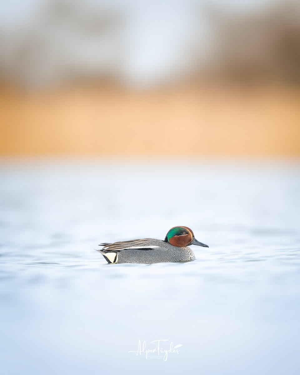 Green-winged Teal - ML615348334