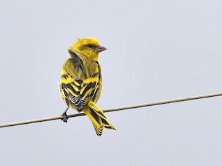  - Yellow-crowned Canary