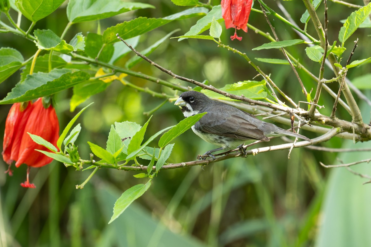 Double-collared Seedeater - Tomaz Melo