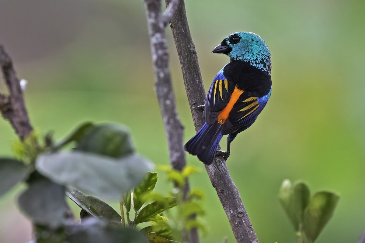 Seven-colored Tanager - ML615348579