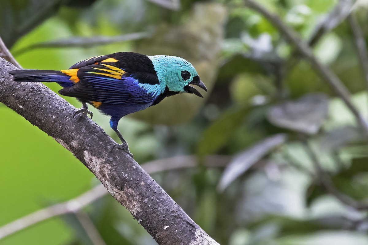 Seven-colored Tanager - ML615348580