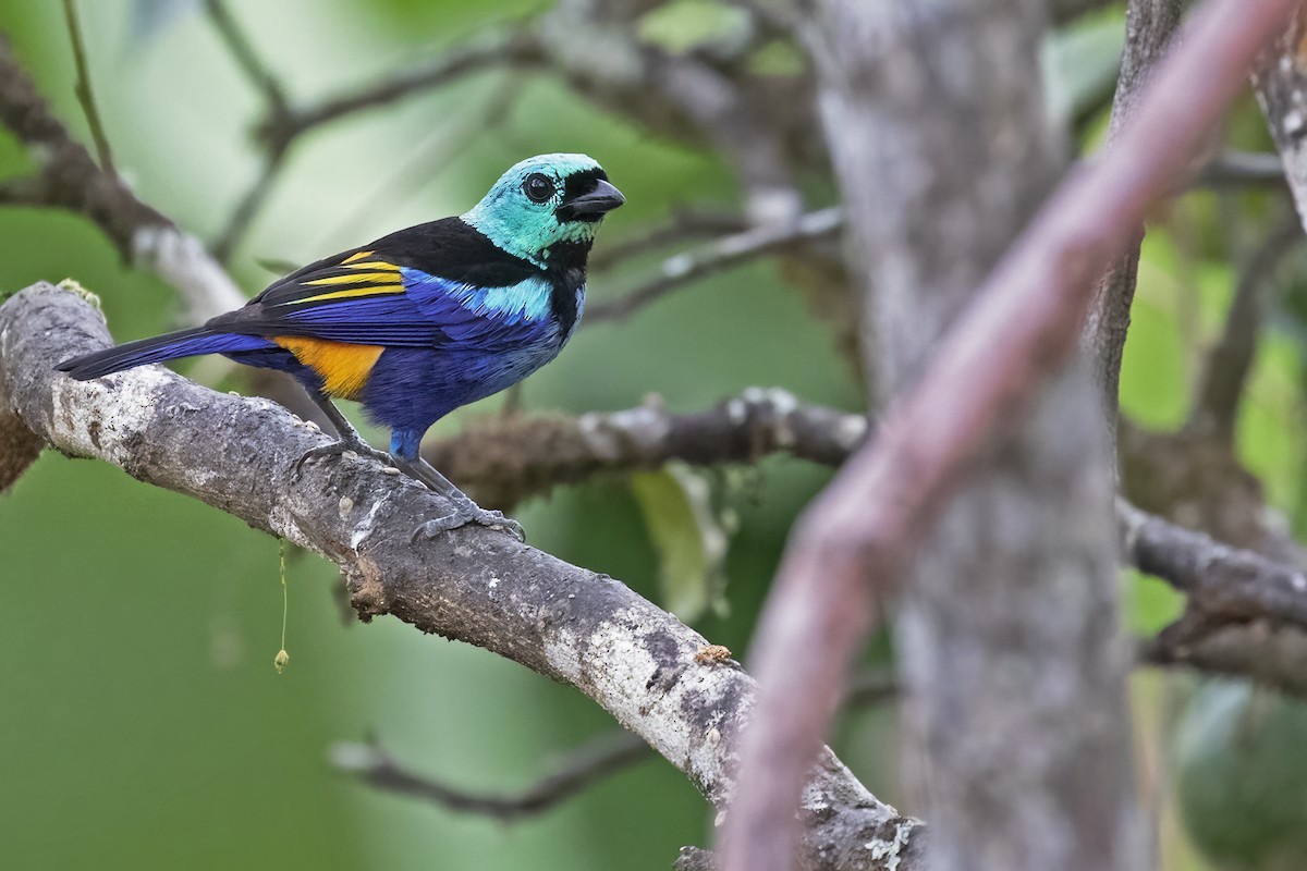 Seven-colored Tanager - ML615348581