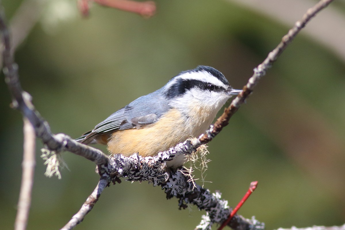 Red-breasted Nuthatch - ML615348582