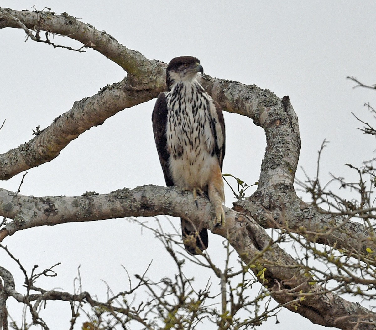 African Hawk-Eagle - Barbara Strobino