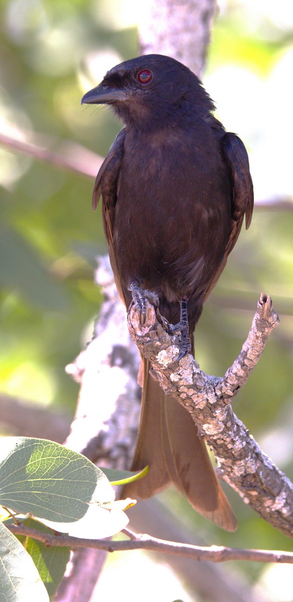 Fork-tailed Drongo - ML615349148