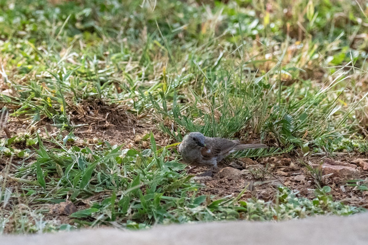 Swahili Sparrow - ML615349239