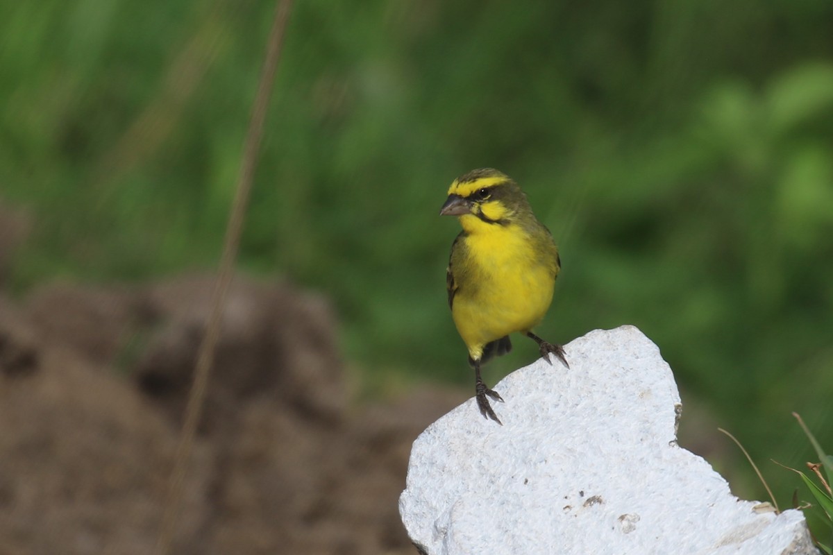 Yellow-fronted Canary - ML615349243