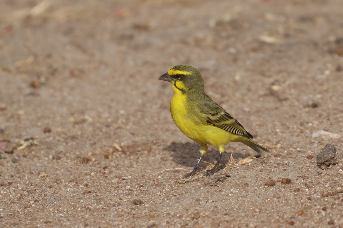Yellow-fronted Canary - ML615349244