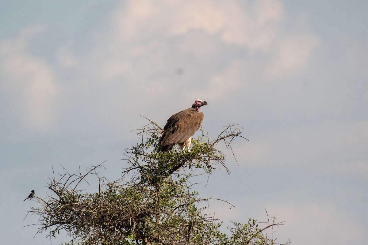 Lappet-faced Vulture - ML615349301