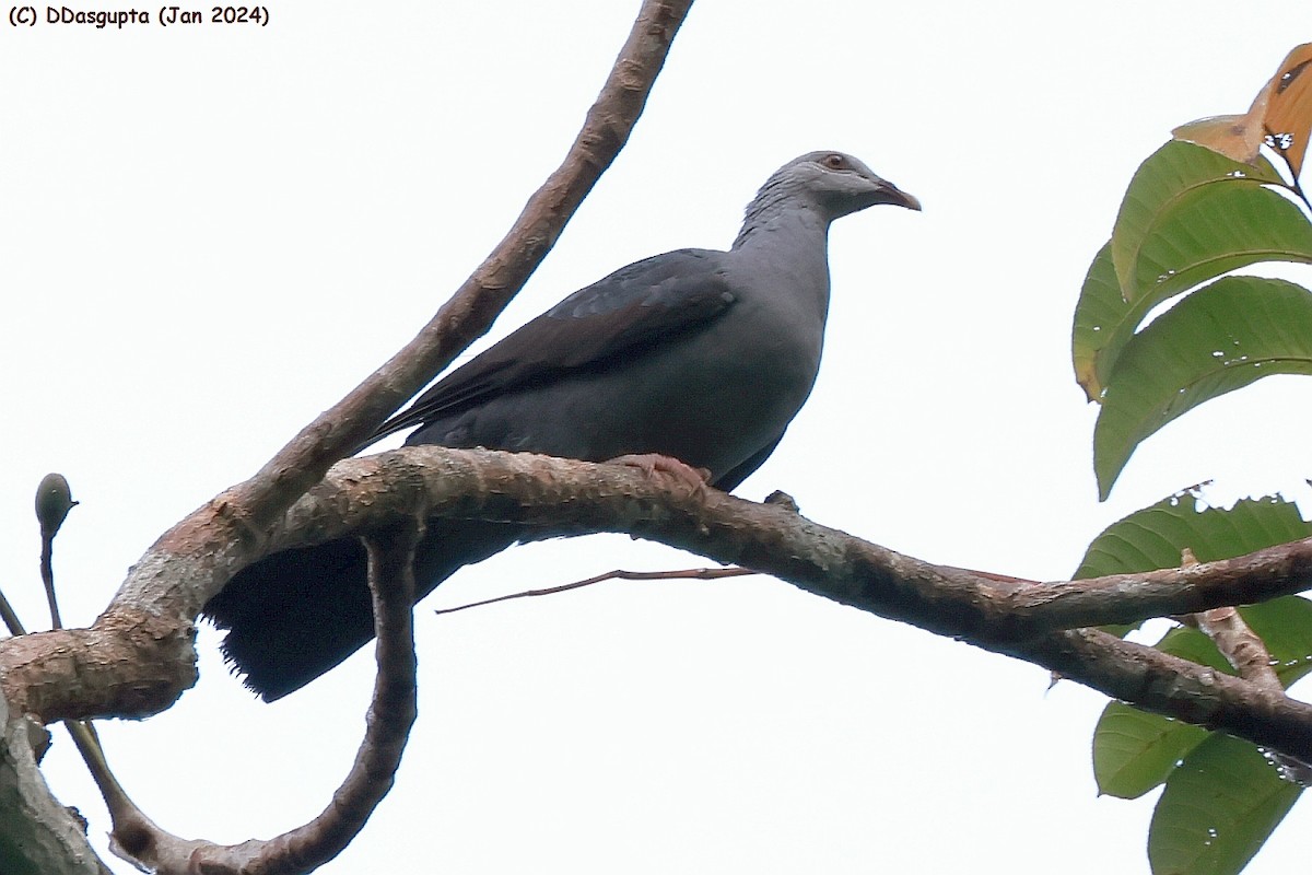 Pigeon des Andaman - ML615349348
