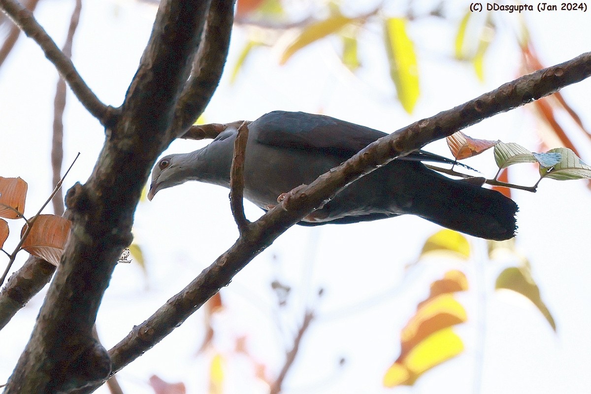 Andaman Wood-Pigeon - ML615349349