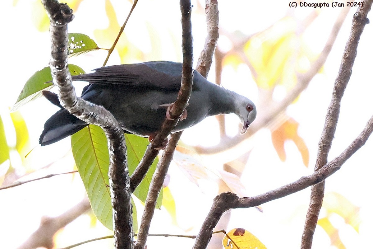 Andaman Wood-Pigeon - D Dasgupta