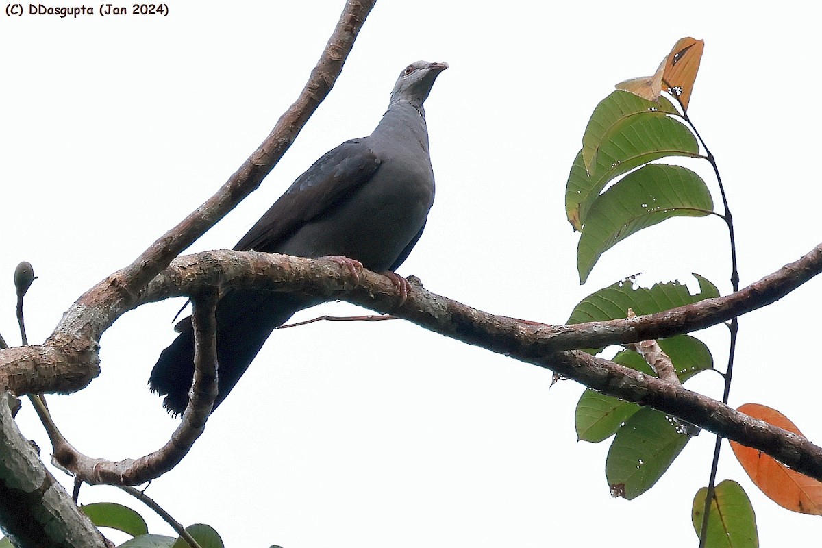 Andaman Wood-Pigeon - ML615349351
