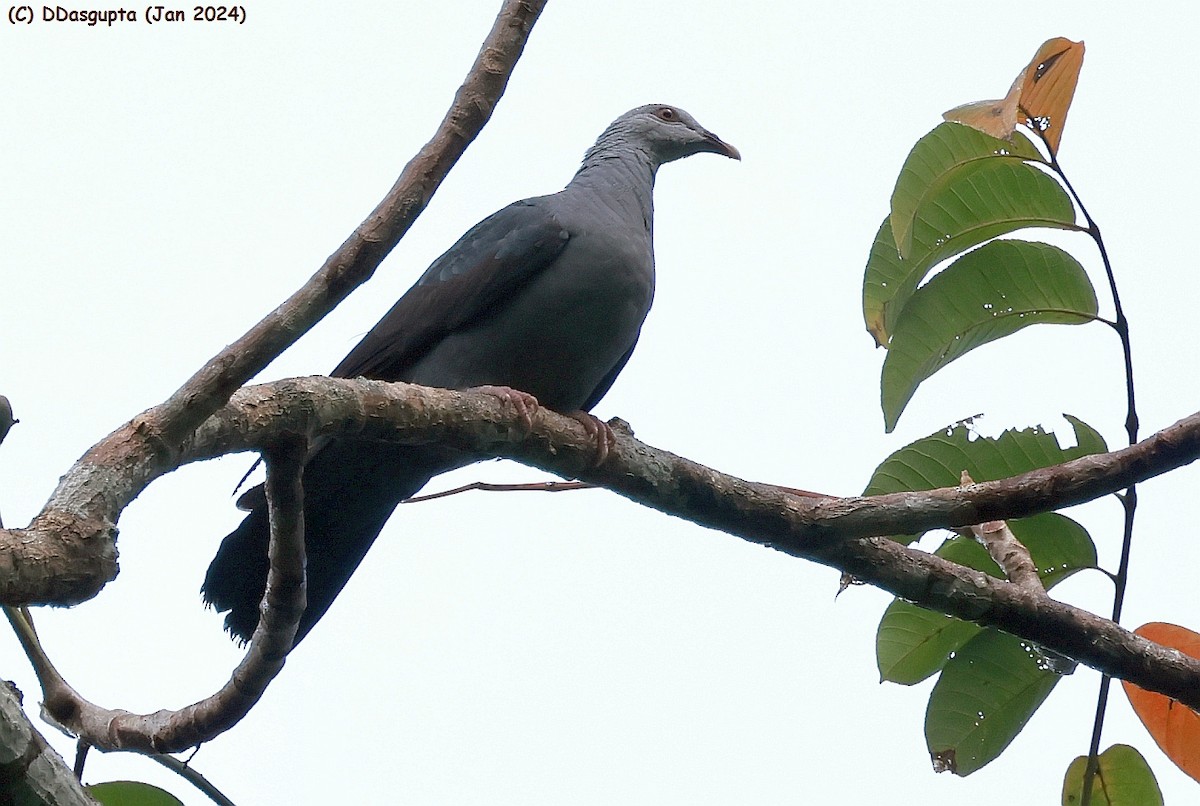 Andaman Wood-Pigeon - D Dasgupta