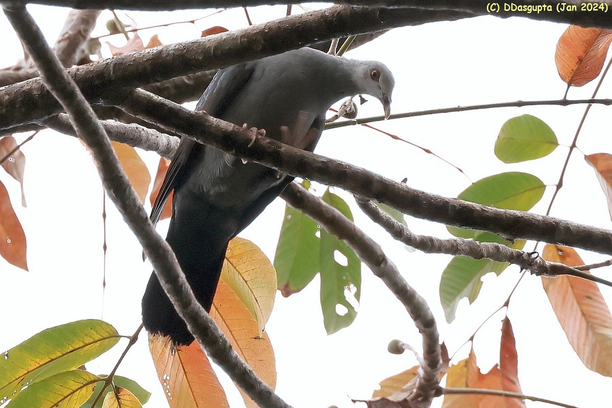 Andaman Wood-Pigeon - ML615349353