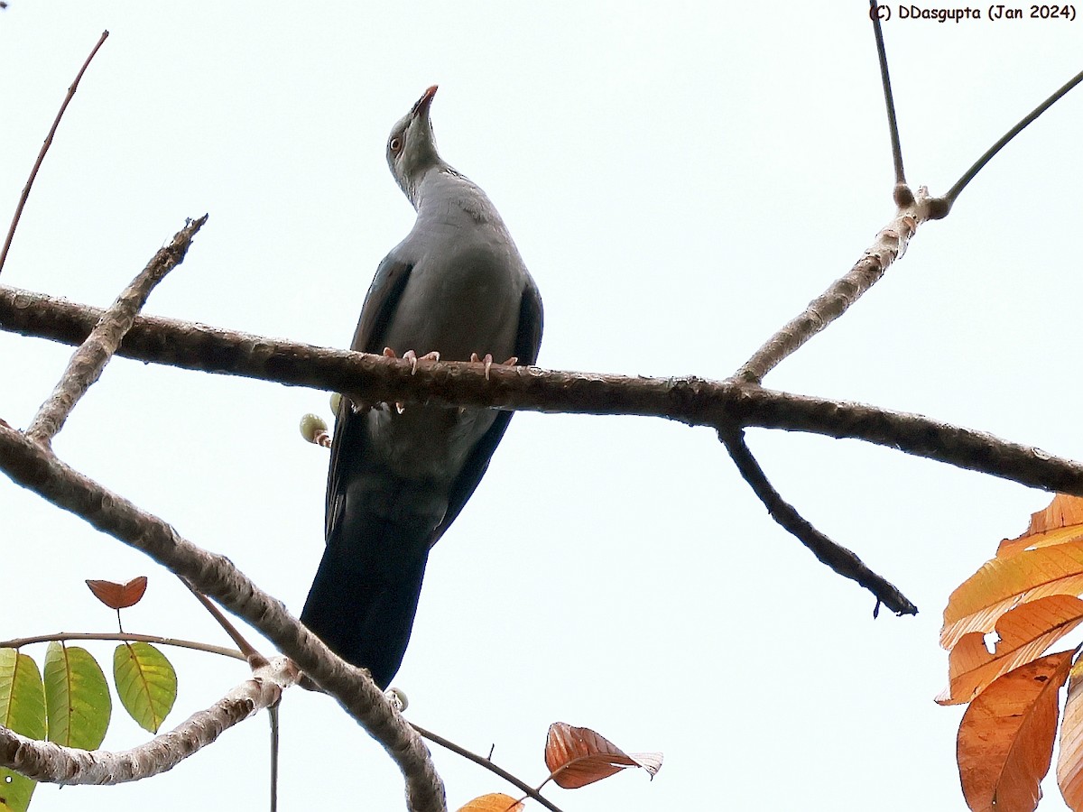 Andaman Wood-Pigeon - ML615349354