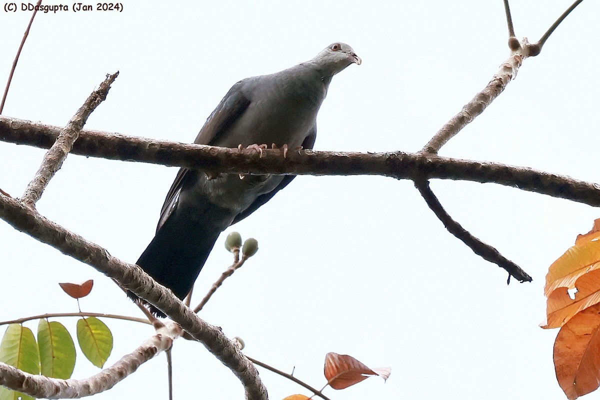 Andaman Wood-Pigeon - ML615349355