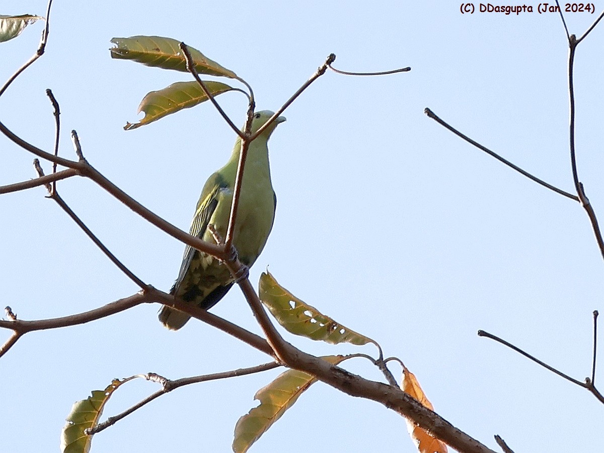 Андаманский зеленый голубь - ML615349362