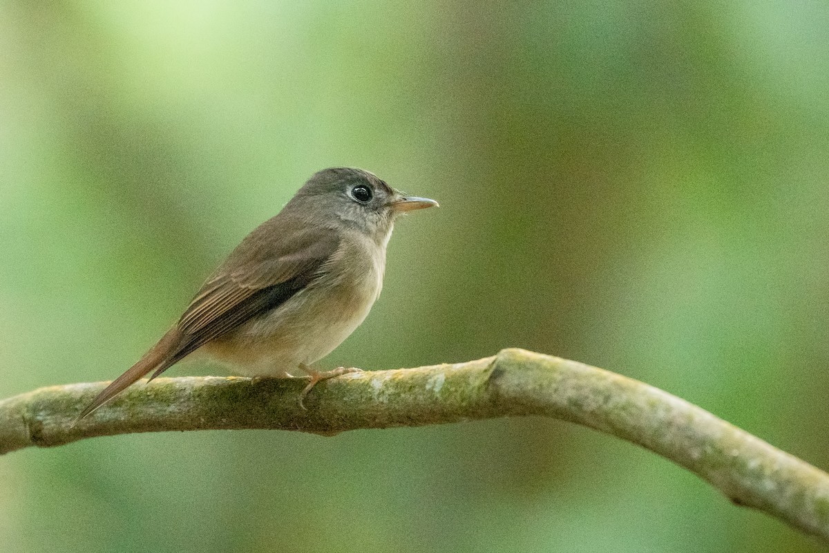 Brown-breasted Flycatcher - Dhanush vichu