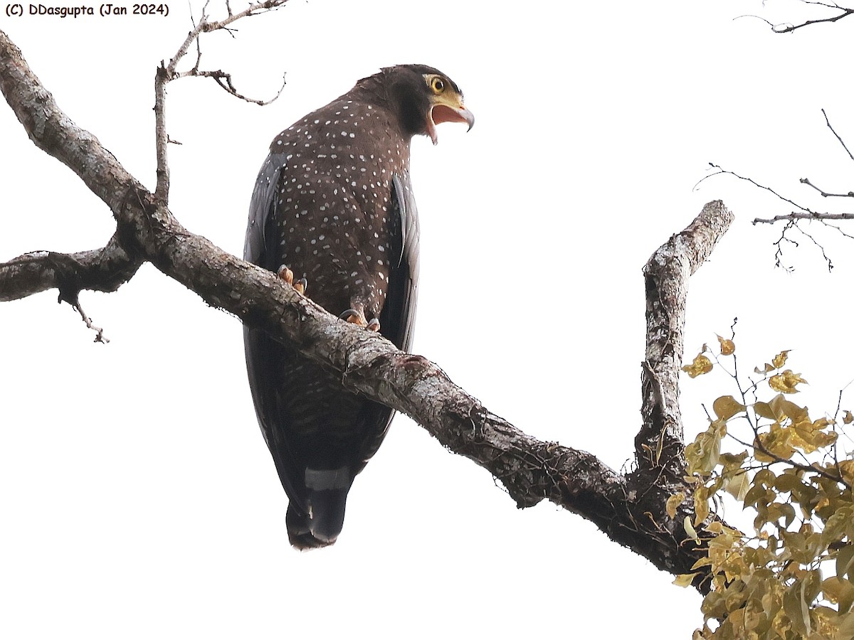 Andaman Serpent-Eagle - ML615349373