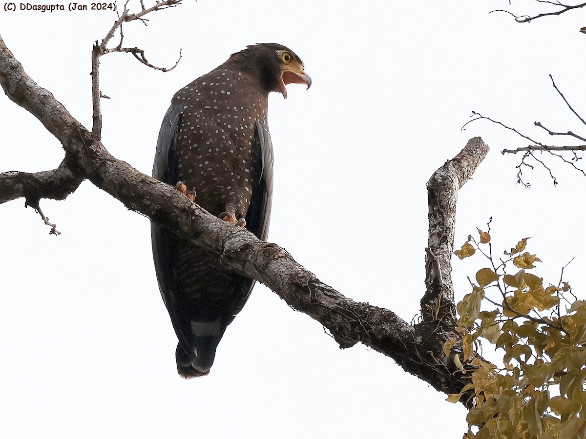 Andaman Serpent-Eagle - ML615349374