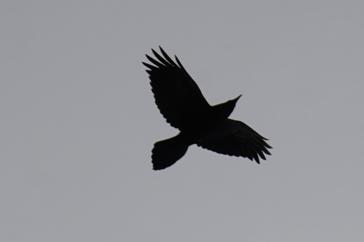 Common Raven - ML615349408