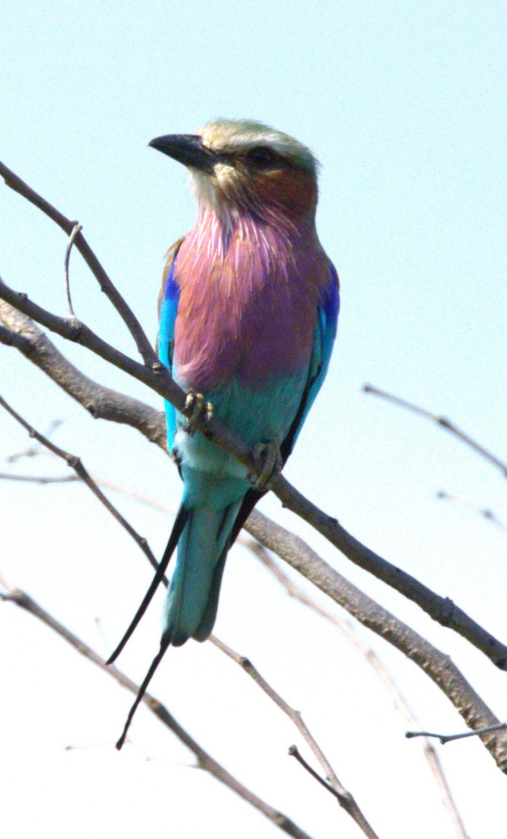 Lilac-breasted Roller - ML615349427