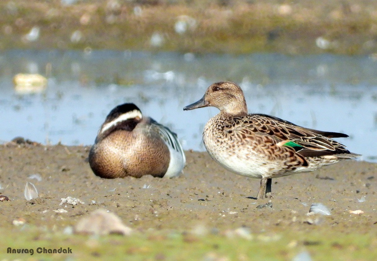 Green-winged Teal - ML615349586