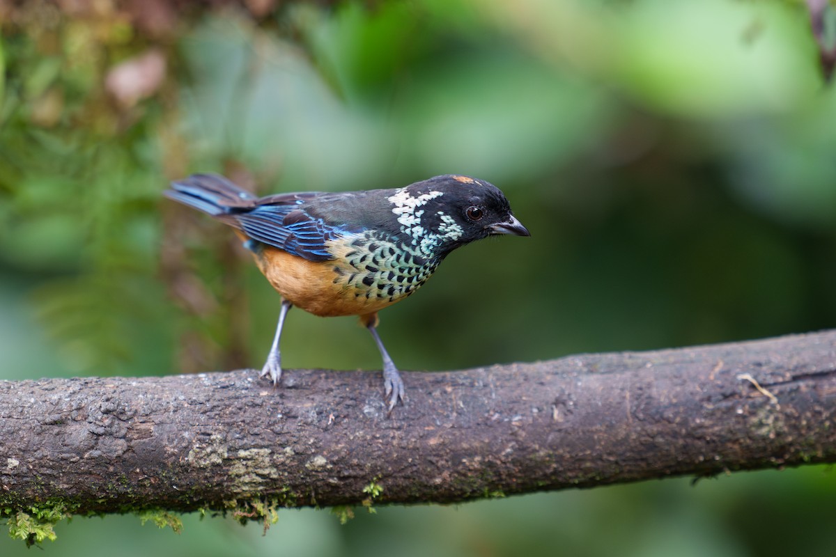 Spangle-cheeked Tanager - ML615349602