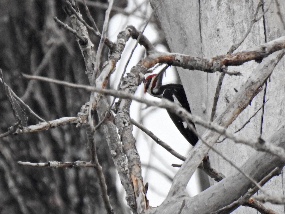Pileated Woodpecker - Randy James