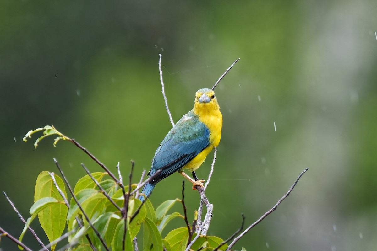 Blue-backed Tanager - ML615349892