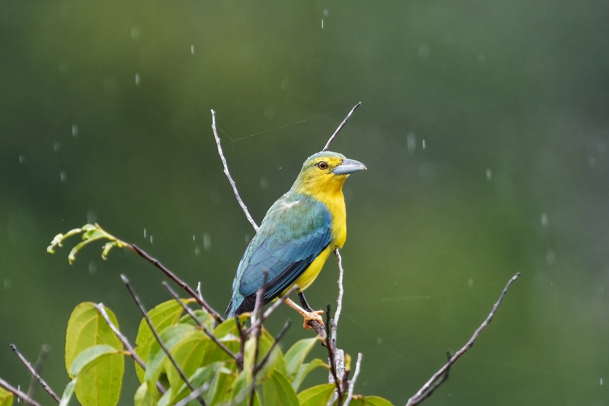 Blue-backed Tanager - ML615349894