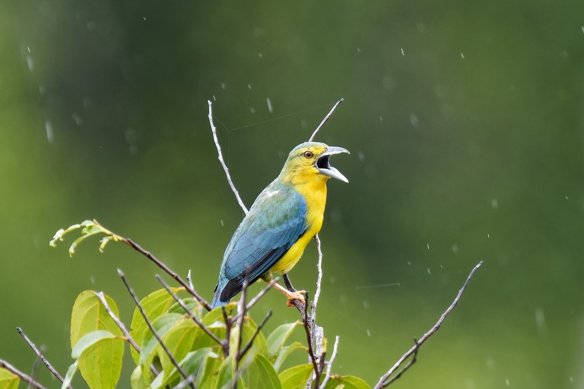 Blue-backed Tanager - ML615349909