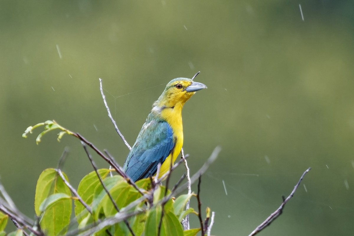 Blue-backed Tanager - ML615349933