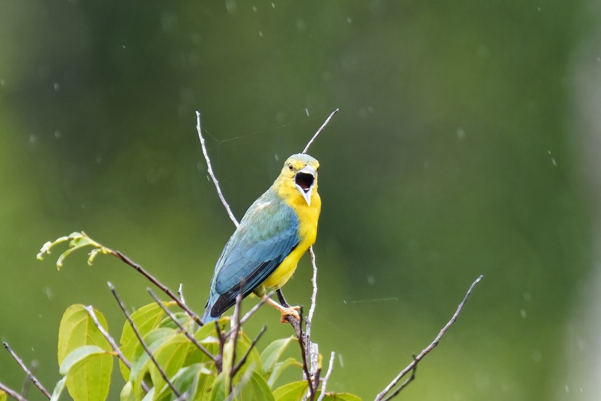 Blue-backed Tanager - ML615349934
