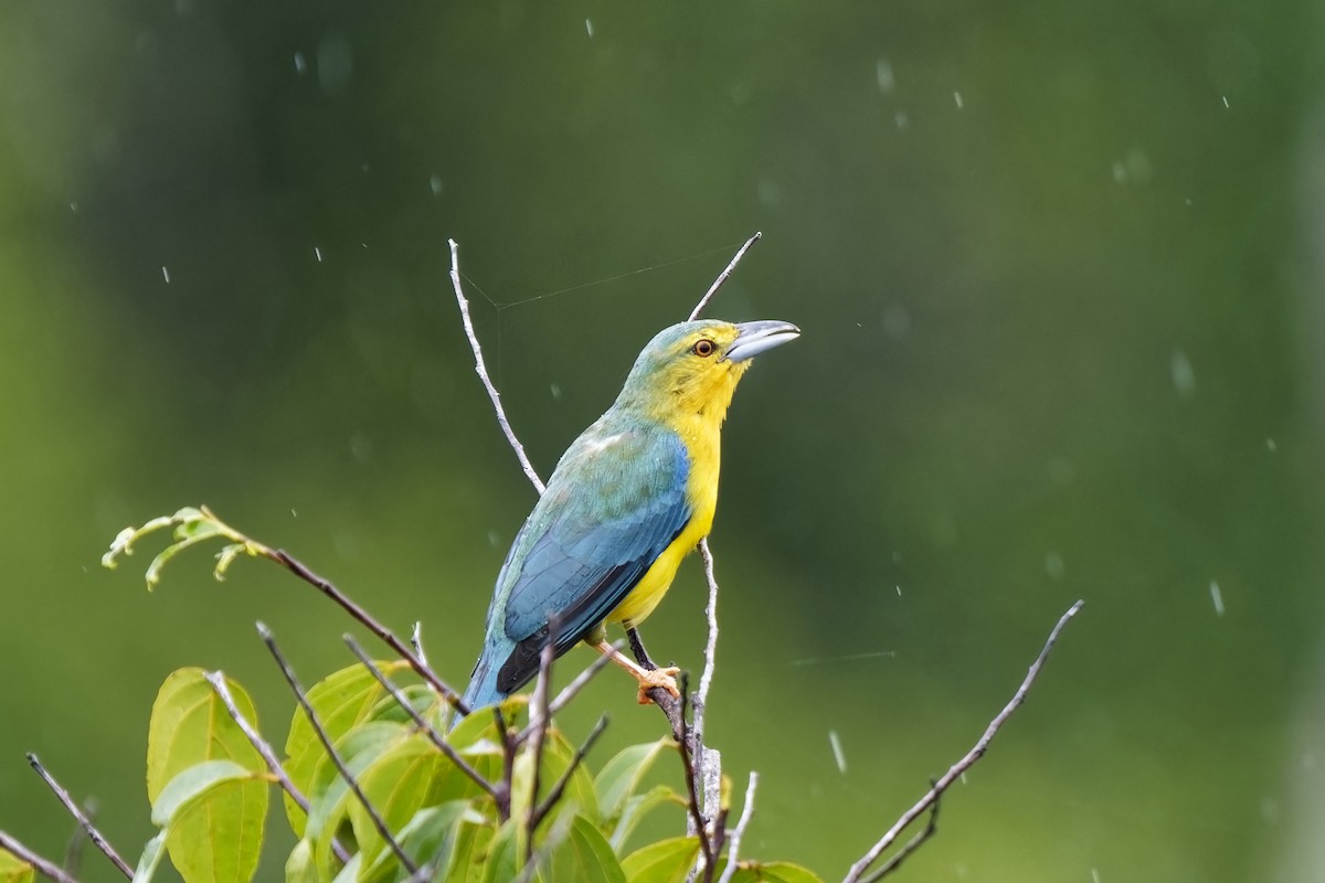 Blue-backed Tanager - ML615349935
