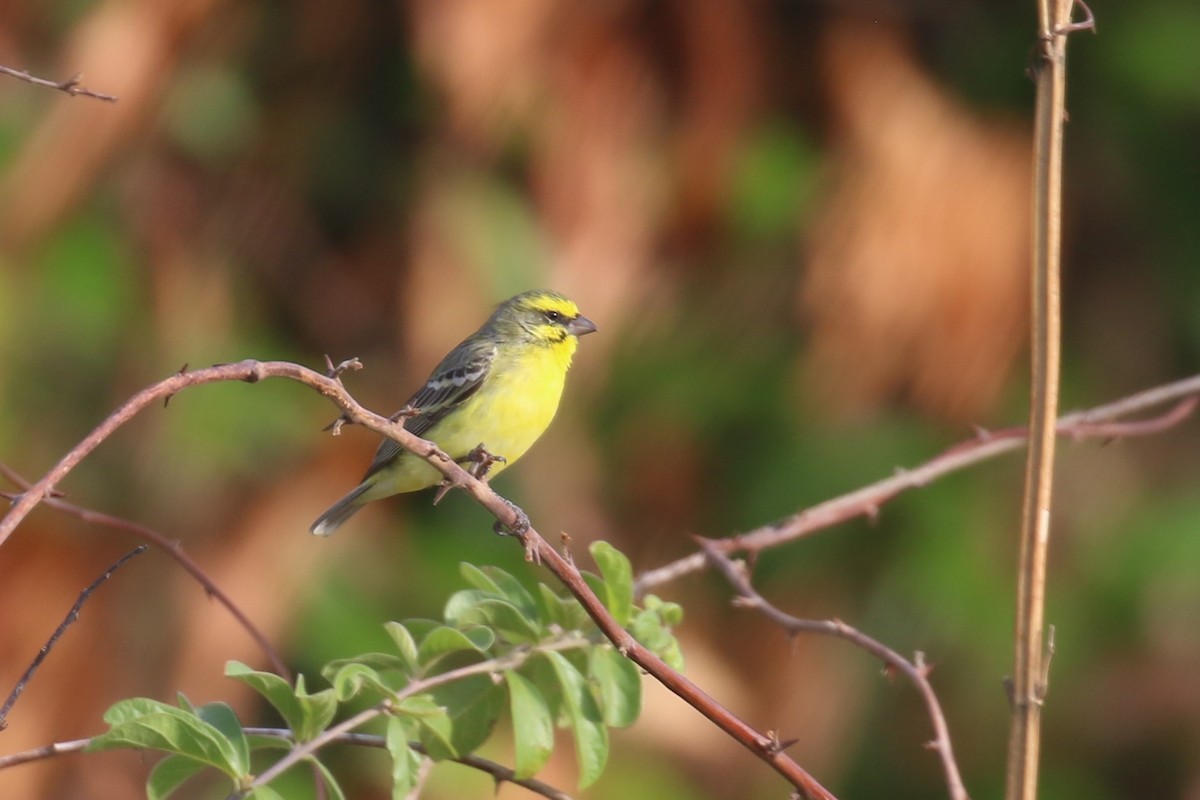 Yellow-fronted Canary - ML615350082