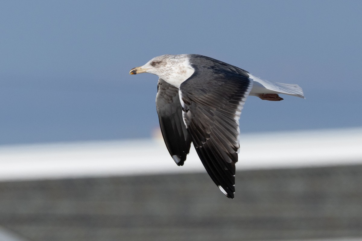 Lesser Black-backed Gull - Robert Raffel