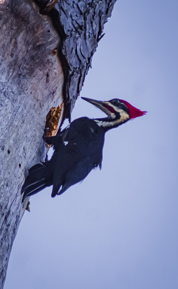Pileated Woodpecker - Gale Athan