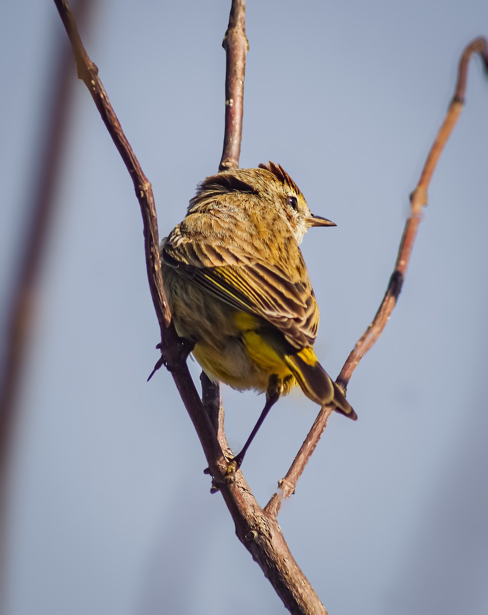 Palm Warbler - Gale Athan