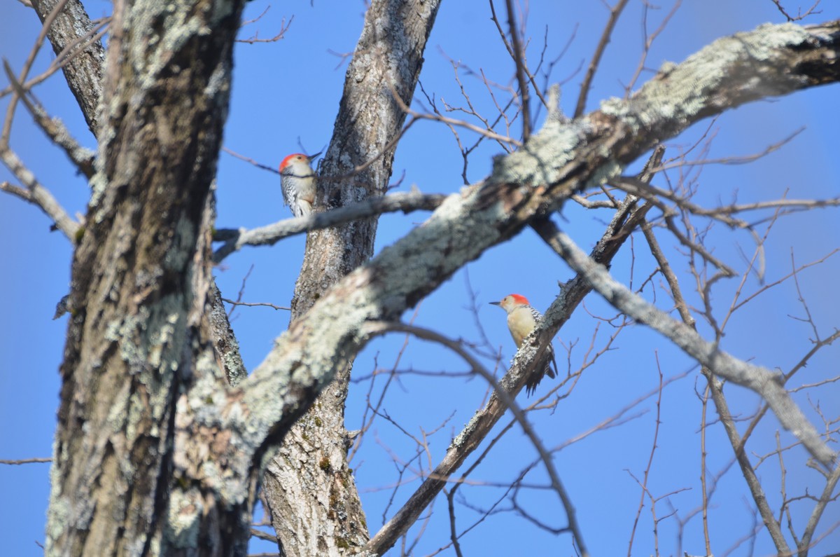 Red-bellied Woodpecker - ML615350292