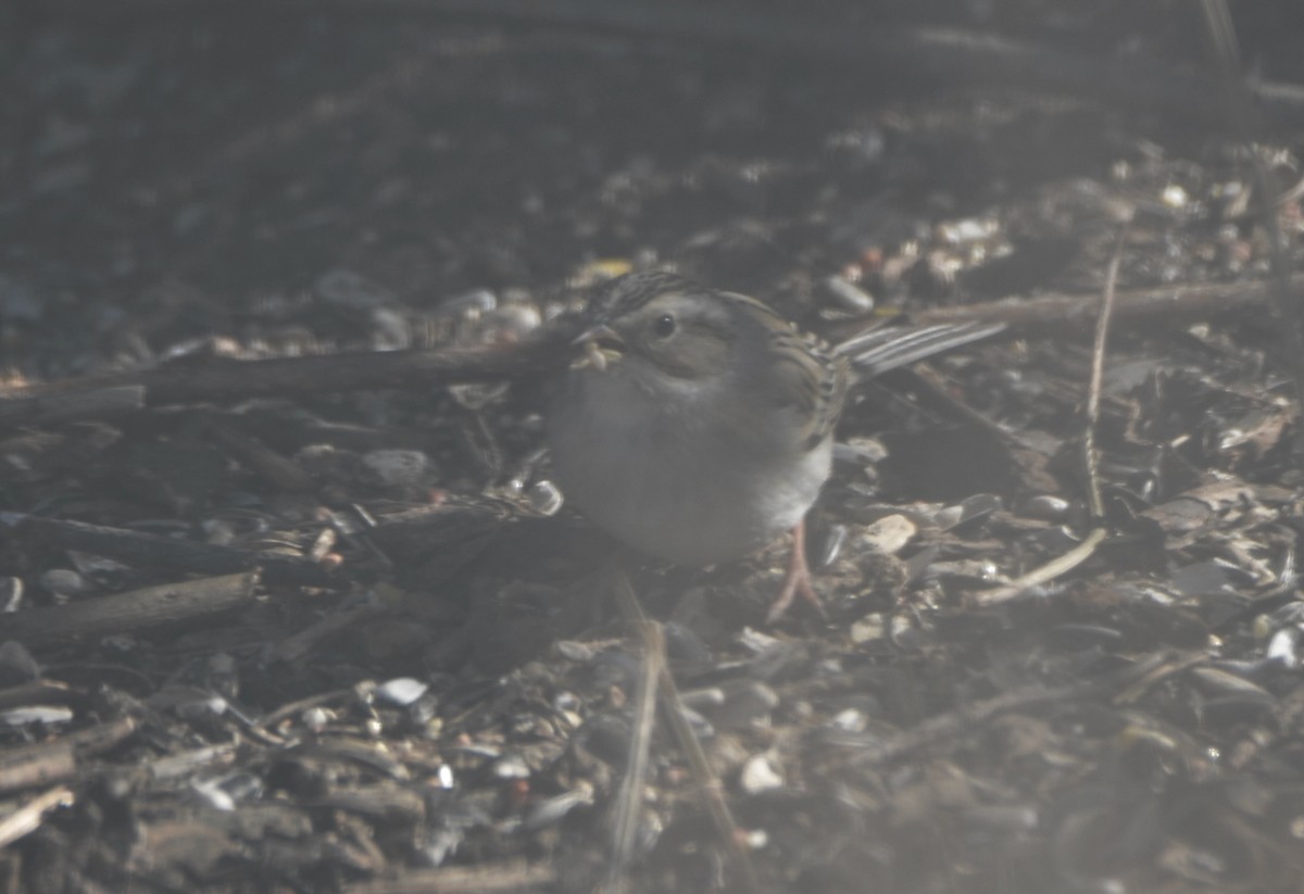 Clay-colored Sparrow - ML615350366
