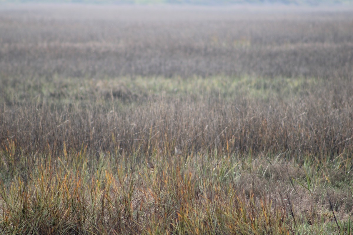 Savannah Serçesi (rostratus/atratus) - ML615350432