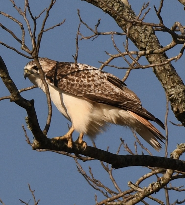 Red-tailed Hawk (Krider's) - ML615350526