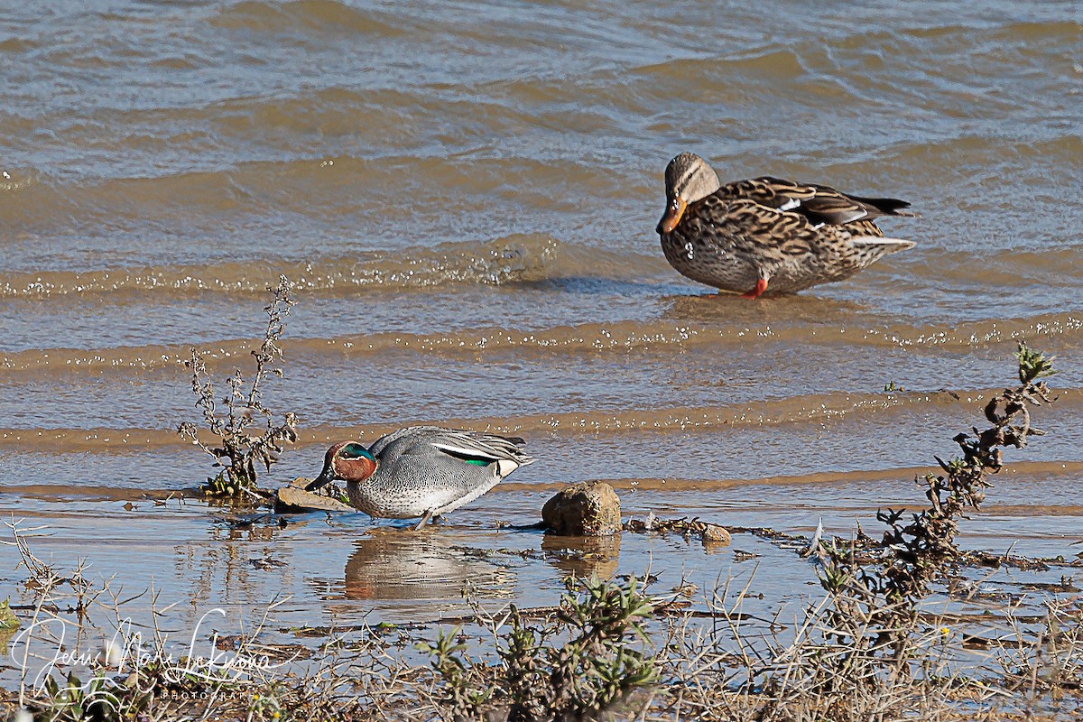 Green-winged Teal - ML615350531