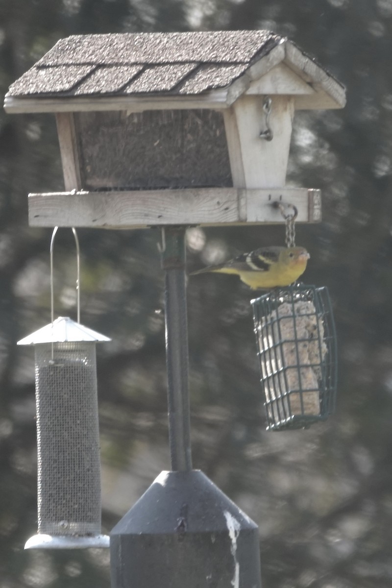 Western Tanager - ML615350576